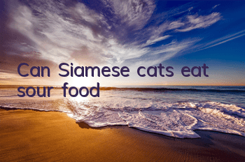 Can Siamese cats eat sour food?