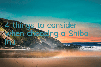 T4 things to consider when choosing a Shiba Inu