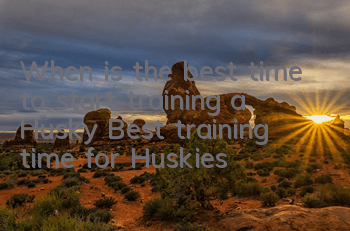 When is the best time to start training a Husky? Best training time for Huskies