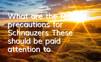 What are the feeding precautions for Schnauzers? These should be paid attention to