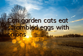 Can garden cats eat scrambled eggs with onions?