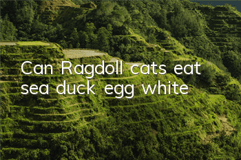Can Ragdoll cats eat sea duck egg white?