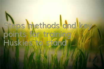 Steps, methods and key points for training Huskies to stand