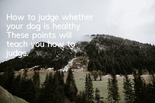 How to judge whether your dog is healthy? These points will teach you how to judge.