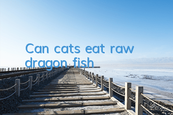 Can cats eat raw dragon fish?