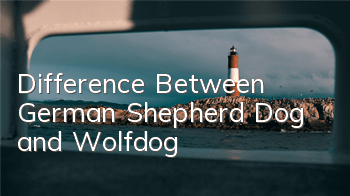 Difference Between German Shepherd Dog and Wolfdog
