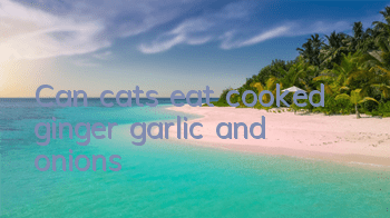 Can cats eat cooked ginger, garlic and onions?
