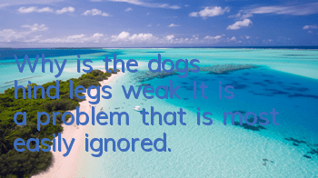 Why is the dog’s hind legs weak? It is a problem that is most easily ignored.