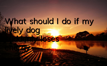 What should I do if my lively dog ​​suddenly loses energy?