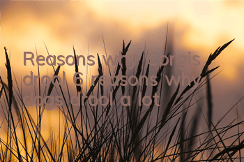 Reasons why Corgis drool 6 reasons why dogs drool a lot
