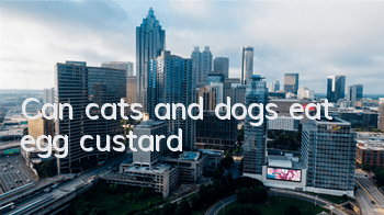 Can cats and dogs eat egg custard?