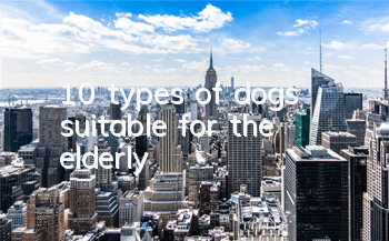 10 types of dogs suitable for the elderly