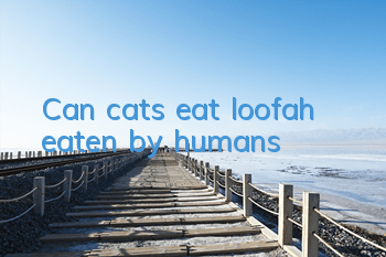 Can cats eat loofah eaten by humans?