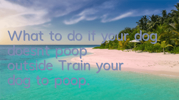 What to do if your dog doesn’t poop outside? Train your dog to poop.