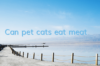 Can pet cats eat meat?