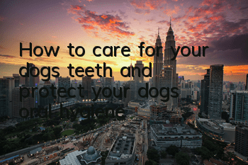 How to care for your dog’s teeth and protect your dog’s oral hygiene