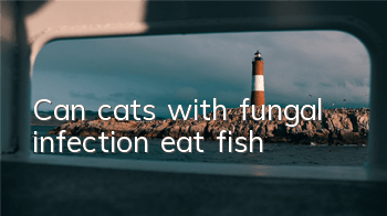 Can cats with fungal infection eat fish?