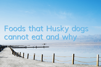 Foods that Husky dogs cannot eat and why