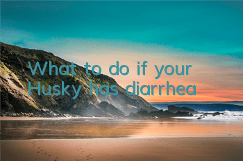 What to do if your Husky has diarrhea