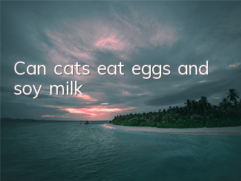 Can cats eat eggs and soy milk?