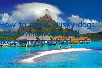 How to make Husky dogs stop loving bones and like eating dog food