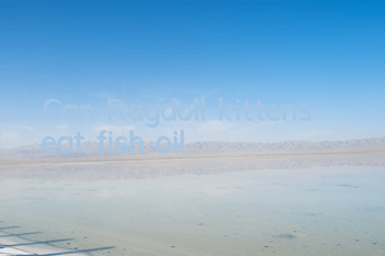 Can Ragdoll kittens eat fish oil?