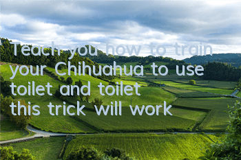TTeach you how to train your Chihuahua to use toilet and toilet, this trick will work!