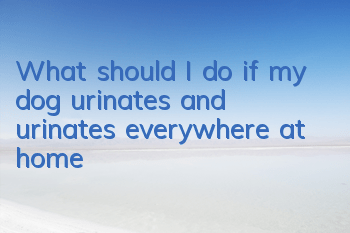 What should I do if my dog ​​urinates and urinates everywhere at home?
