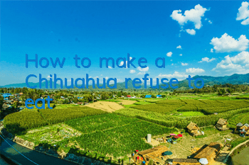 How to make a Chihuahua refuse to eat?