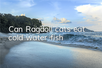 Can Ragdoll cats eat cold water fish?
