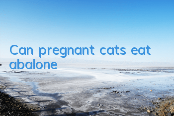 Can pregnant cats eat abalone?