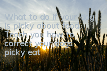 What to do if your dog is picky about food. Teach you how to correct your dog’s picky eating behavior.