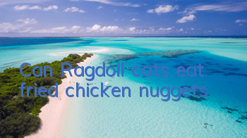 Can Ragdoll cats eat fried chicken nuggets?