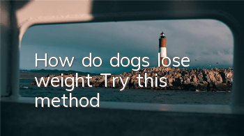 How do dogs lose weight? Try this method