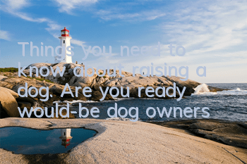 Things you need to know about raising a dog. Are you ready, would-be dog owners?