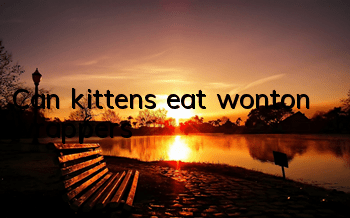 Can kittens eat wonton wrappers?
