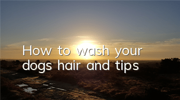 How to wash your dog’s hair and tips