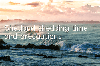 Shetland shedding time and precautions