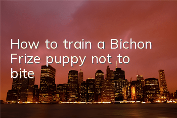THow to train a Bichon Frize puppy not to bite