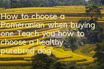How to choose a Pomeranian when buying one? Teach you how to choose a healthy purebred dog