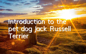 Introduction to the pet dog Jack Russell Terrier