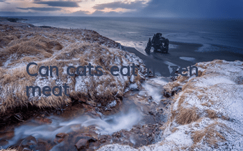 Can cats eat frozen meat?
