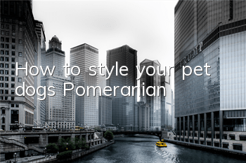 How to style your pet dog’s Pomeranian?