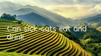 Can sick cats eat and drink?