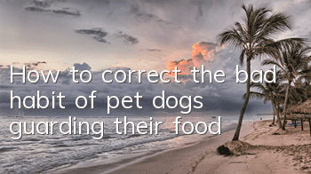 How to correct the bad habit of pet dogs guarding their food