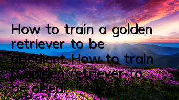 How to train a golden retriever to be obedient How to train a golden retriever to be obedient