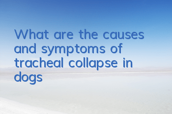 What are the causes and symptoms of tracheal collapse in dogs?