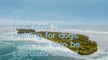 The benefits of functional recovery training for dogs. Dogs can also be exercised after a fracture.