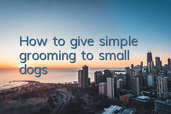 How to give simple grooming to small dogs?