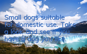 Small dogs suitable for domestic use. Take a look and see if you have a dog you like.